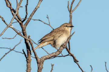 Rufous Songlark in Australia