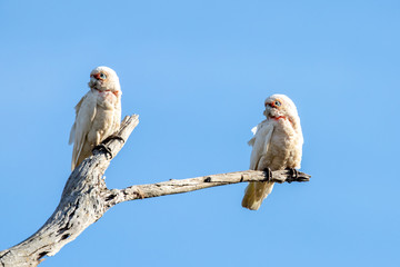 Long-billed Corella in Australia