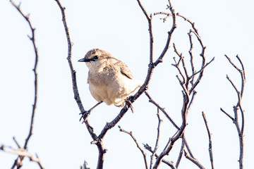 Rufous Songlark in Australia