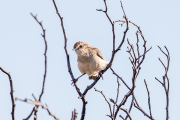 Rufous Songlark in Australia