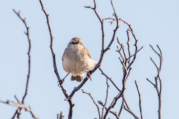 Rufous Songlark in Australia