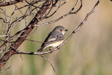 Rufous Whistler in Australia
