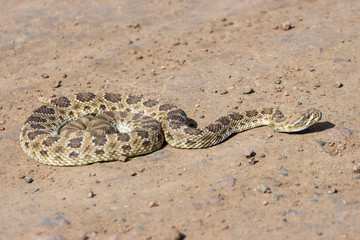Rattle Snake in Waterton Canyon