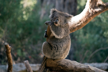 the koala is sitting on a tree branch