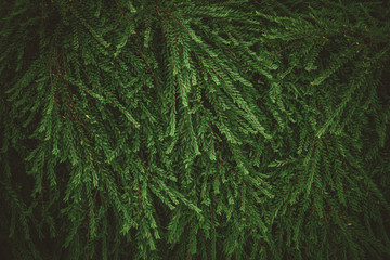 Tropical nature green leaf texture abstract background.