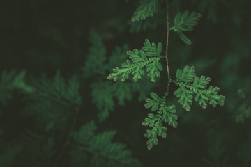 Tropical nature green leaf texture abstract background.