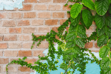 Fototapeta na wymiar Green leaf on brown stone wall.