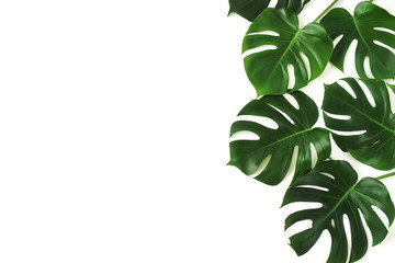 tropical green monstera leaves , branches pattern isolated on a white background. top view.copy space.abstract. - obrazy, fototapety, plakaty