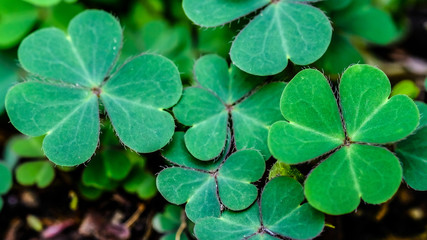 Green clover leaf isolated on white background. with three-leaved shamrocks. St. Patrick's day holiday symbol.