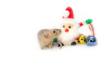  decorative cute brown rat around with a Christmas decor and Santa Claus on a white isolated background. The rat is a symbol Of the new year 2020