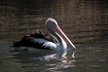 this is a side view of a pelican