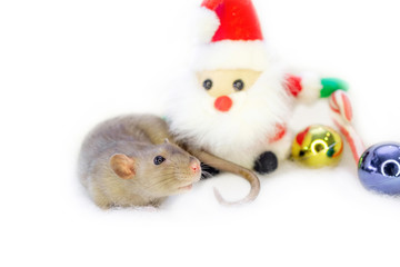 Fototapeta na wymiar decorative cute brown rat around with a Christmas decor and Santa Claus on a white isolated background. The rat is a symbol Of the new year 2020