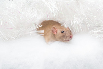 Fototapeta na wymiar decorative cute brown rat around with a Christmas decor and Santa Claus. The rat is a symbol Of the new year 2020