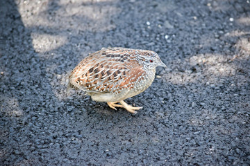this is the side view of a quail