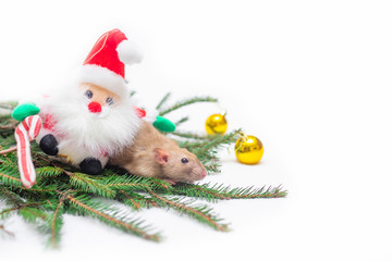 Fototapeta na wymiar decorative cute brown rat sitting on the branches of the Christmas tree with a Christmas decor and Santa Claus. The rat is a symbol Of the new year 2020