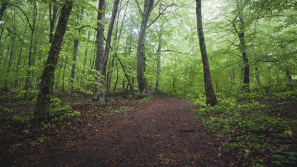 Beautiful view. Forest in spring