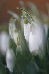 Obraz premium Schneeglöckchen