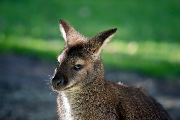 this is a close up of a red necked  wallaby