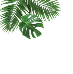 Obraz premium tropical green palm, monstera leaves , branches pattern isolated on a white background. top view.copy space.abstract.