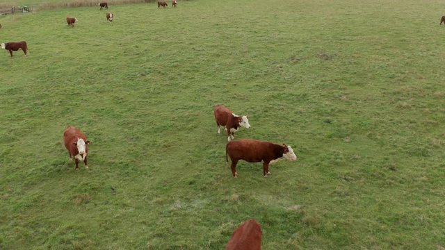 Cows grazing green meadow. Aerial drone view footage.