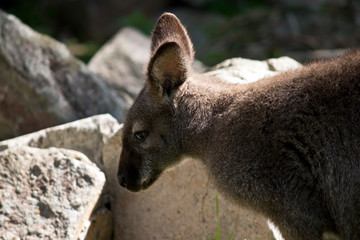 this is a side view of a red necked wallaby