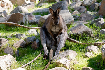 the red necked wallaby is sitting