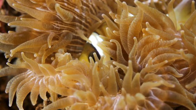 A juvenile anemone fish sleeping inside a a small anemone