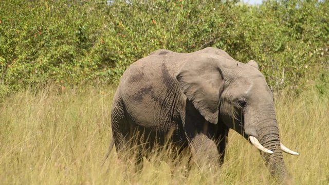 Slow motion video of African elephant walking in the Maasai Mara Reserve in Kenya.