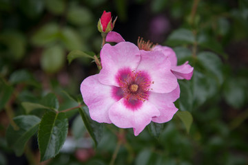 Pink and red rose bud