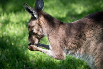 the western grey is in a field he looks like he is praying