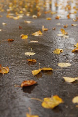 Autumn leaves: texture, structure, graphics, colors