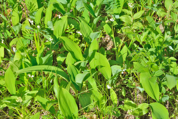 Lily of the valley 7