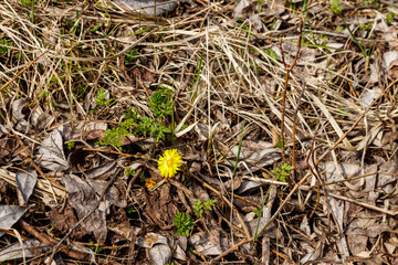 Coltsfoot flower (Tussilago farfara) on meadow