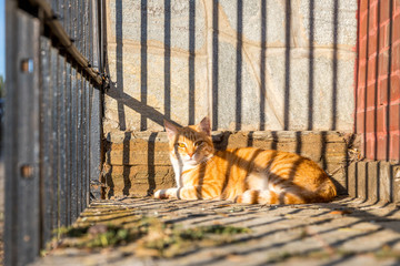 Orange getigerte Katze in der Sonne