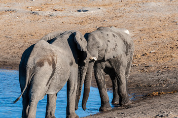 Two Male African Elephants -Loxodonta Africana- are challenging each other for a fight. Etosha National Park, Namibia.