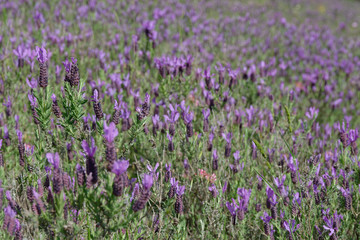 Naklejka premium Schopflavendel