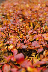 Autumn leaves: texture, structure, graphics, colors