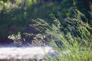 Obraz premium Beautiful grass flower in nature