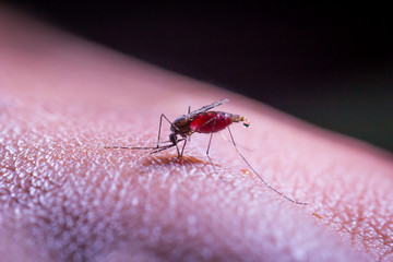 Bloodsucking mosquitoes carrying malaria, dengue fever