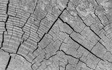 black and white wood background , texture of an old rough wooden wall, vintage board