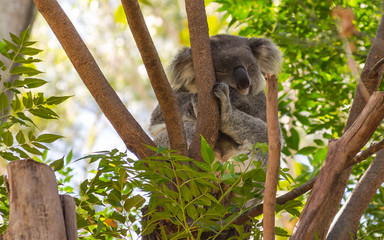 Koala napping in a tree