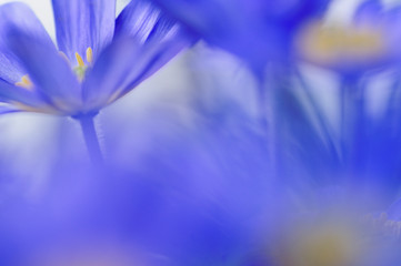 Strahlenanemone (Anemone blanda)
