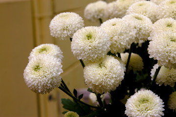 Beautiful white flowers