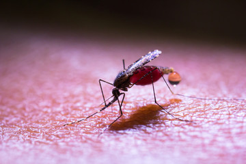 Bloodsucking mosquitoes carrying malaria, dengue fever