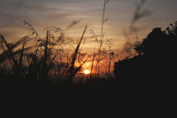 Beautiful natural silhouette image with the evening light in the countryside