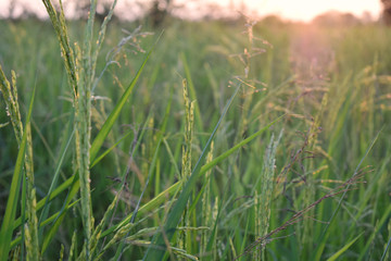 Rice plants in the rice fields in the evening when the light of the beautiful sunset In the countryside of Thailand