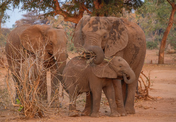 African elephant cow and calf interaction in a foraging family group image with copy space in...