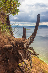 interesting tree roots on a cliff - 296465539
