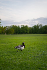 canadian goose.
