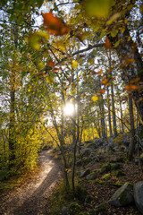 Reflective sun and fall colors.
